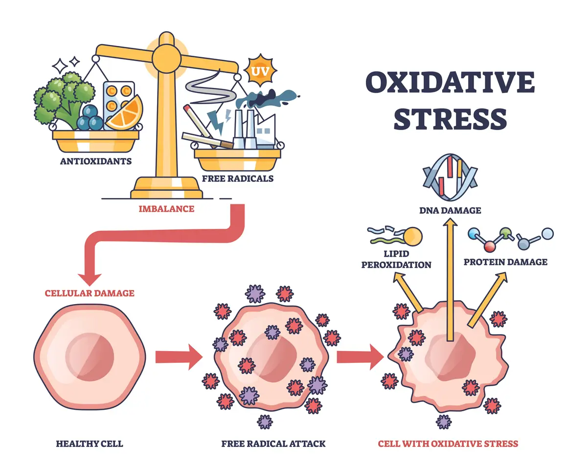 Radicali liberi: cosa sono e come contrastarli